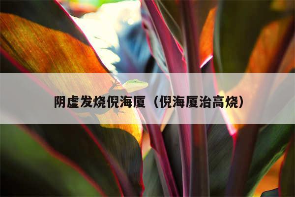 阴虚发烧倪海厦（倪海厦治高烧）