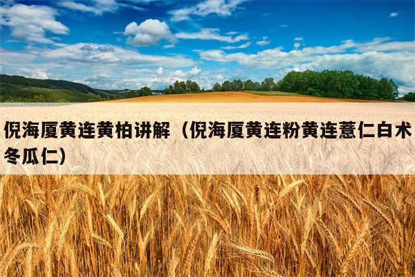 倪海厦黄连黄柏讲解（倪海厦黄连粉黄连薏仁白术冬瓜仁）