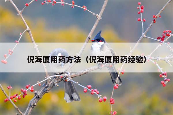 倪海厦用药方法（倪海厦用药经验）