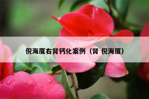 倪海厦右肾钙化案例（肾 倪海厦）