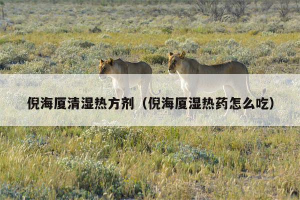 倪海厦清湿热方剂(倪海厦湿热药怎么吃)