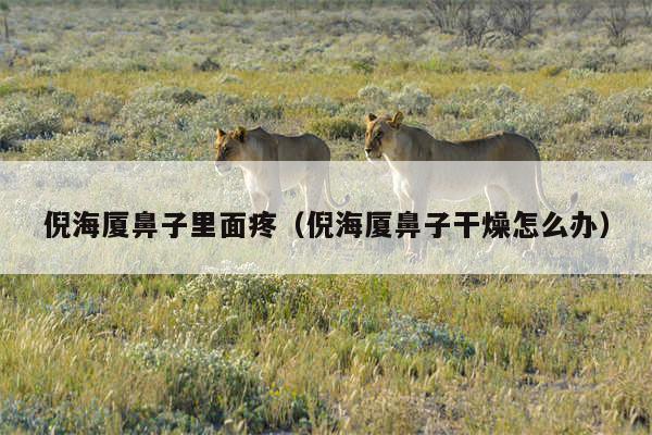 倪海厦鼻子里面疼(倪海厦鼻子干燥怎么办)